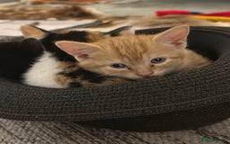 British Shorthair cats for sale: Female Ginger, Calico and Black and White - Image 15