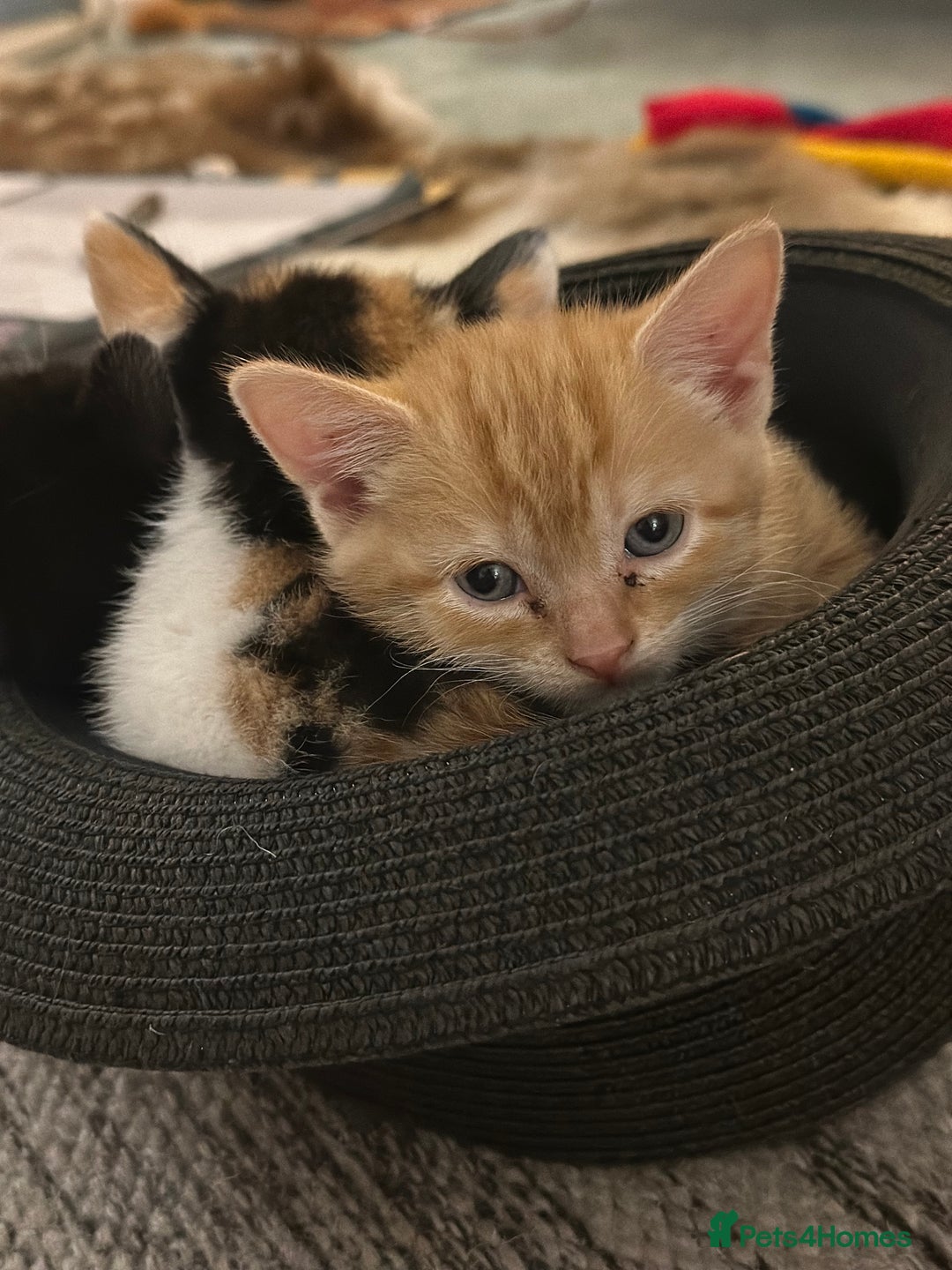 British Shorthair cats for sale: Female Ginger, Calico and Black and White - Image 15