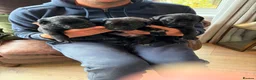 Cane Corso dogs for sale: Cane corso litter  - Advert 16
