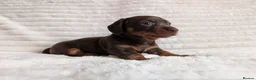 Miniature Dachshund dogs for sale: 1 x boy 1 x girl miniature sausages - Advert 2