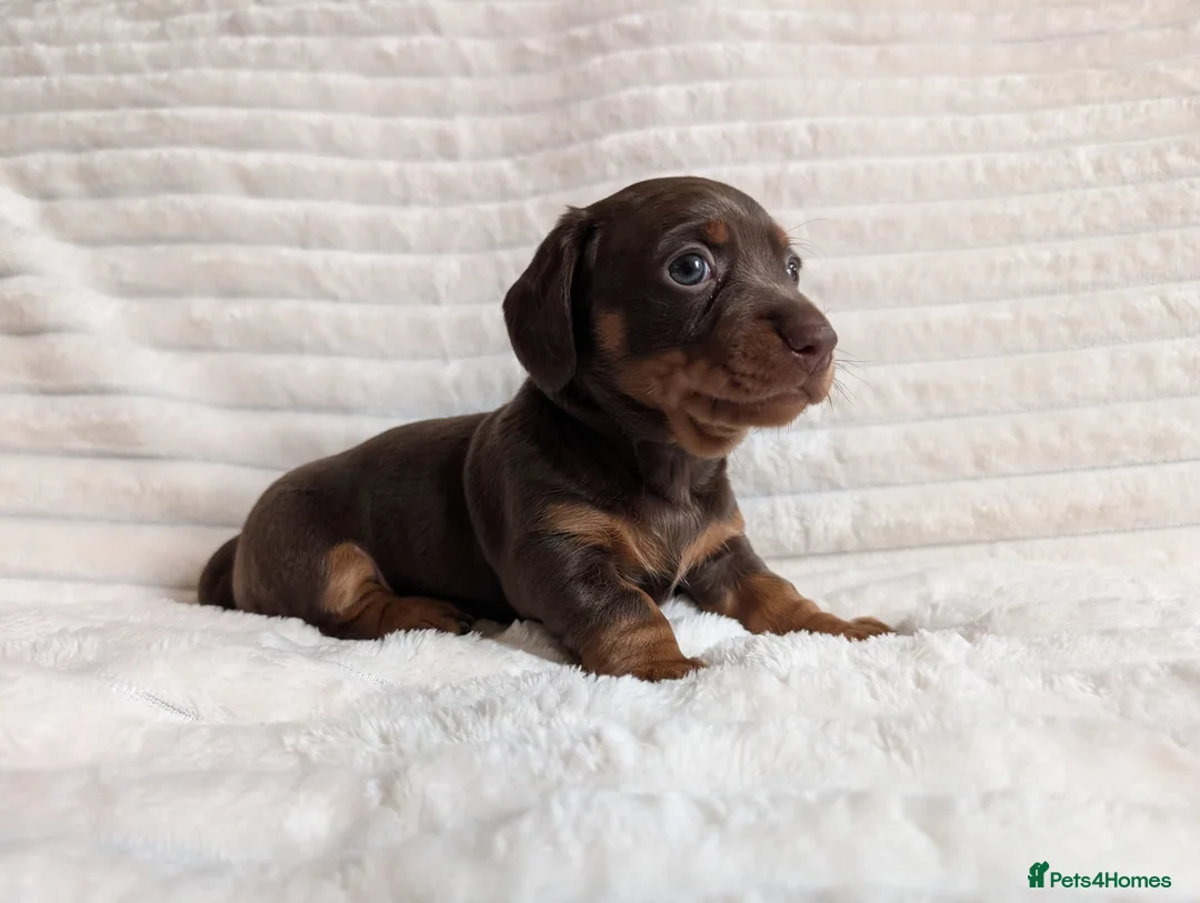 Miniature Dachshund dogs for sale: 1 x boy 1 x girl miniature sausages - Advert 2