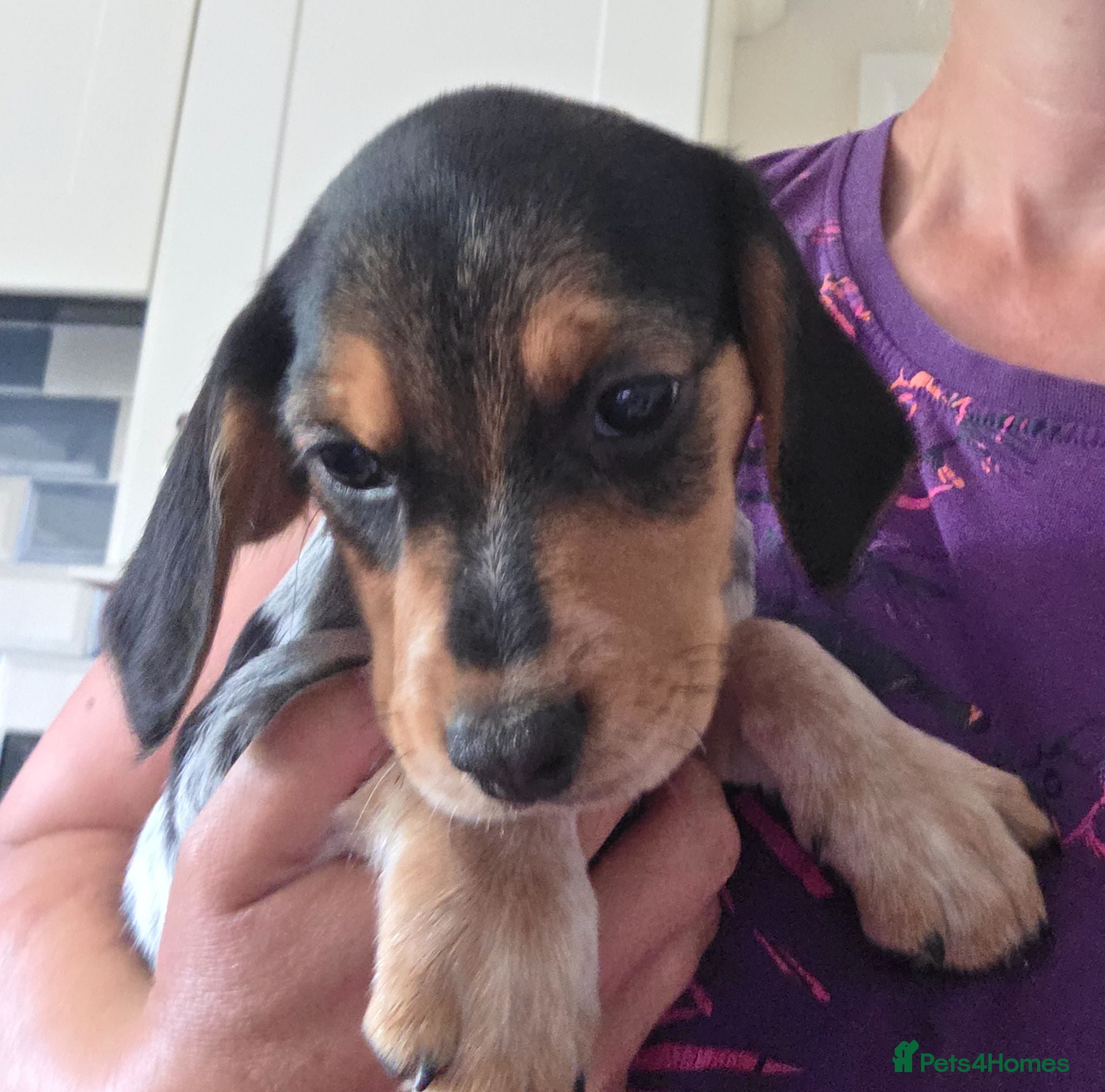 Bocker dogs Bred From Health Tested Parents - Advert 1