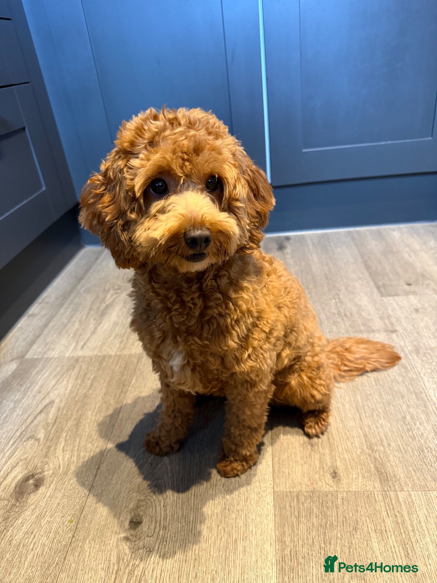 Cockapoo dogs for sale: Cockapoo looking for loving home - Advert 12