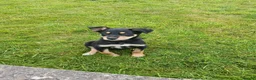 Australian Kelpie dogs for sale: Kelpie pups for sale in Ballymena - Advert 3