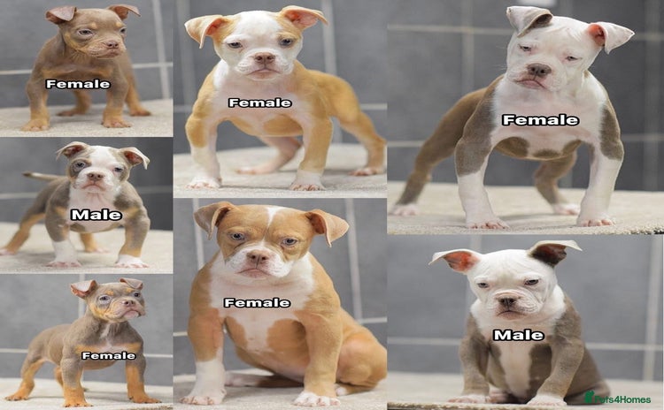 Old Tyme Bulldog dogs - Advert 8