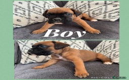 Boxer dogs for sale: Beautiful boxer pups for sale - Image 6