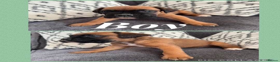 Boxer Puppy 4