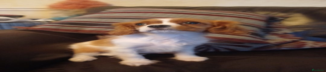 Cavalier King Charles Spaniel Puppy 1