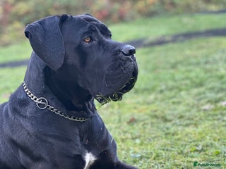 Cane Corso dogs Purebred Cane Corso - Advert 2