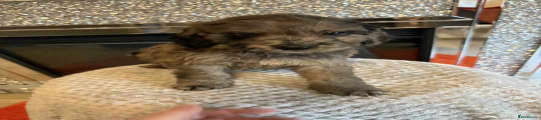Cockapoo Puppy 1