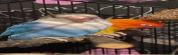 Budgerigars birds for sale: Lone lovebird - Advert 2