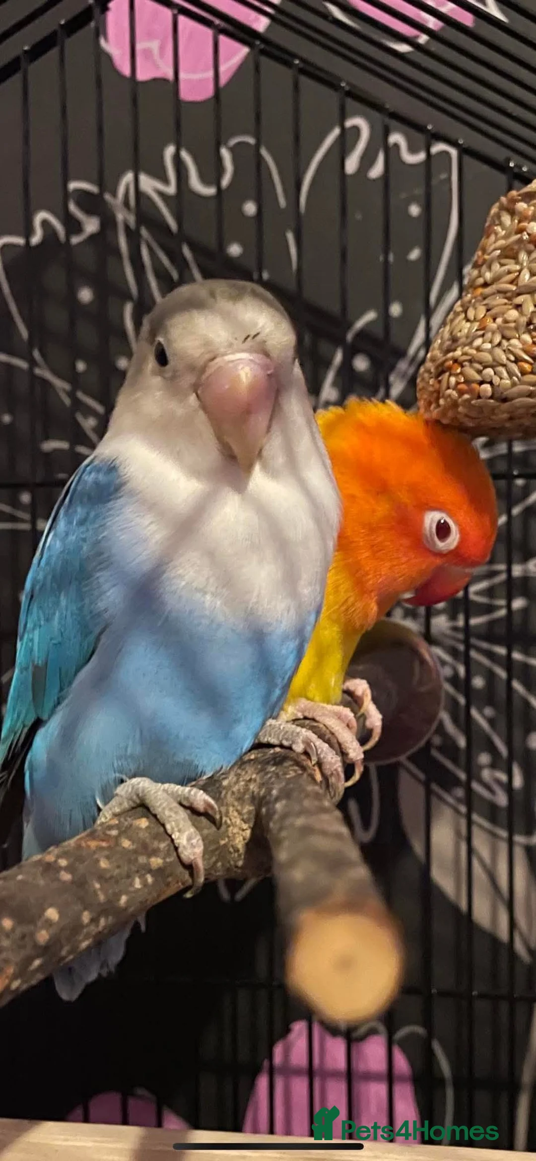 Budgerigars birds for sale: Lone lovebird - Advert 2