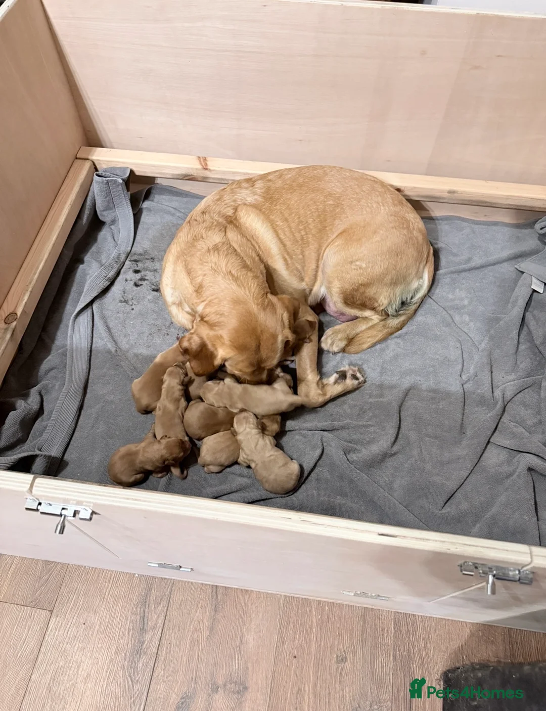 Labrador Retriever dogs for sale: KC Breeder Fox Red Labrador Puppies for sale. - Advert 1