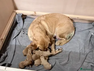 Labrador Retriever dogs KC Breeder Fox Red Labrador Puppies for sale. - Advert 18