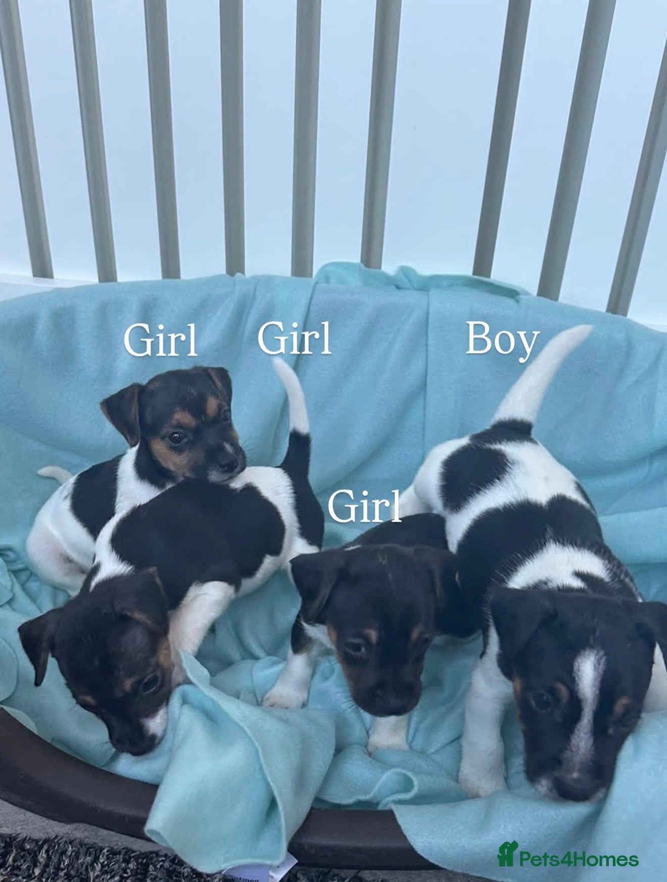 Jack Russell dogs for sale: Beautiful Jack Russell Puppies - Advert 18