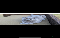 British Longhair cats for sale: Lilac British long hair mix Scottish  - Image 8