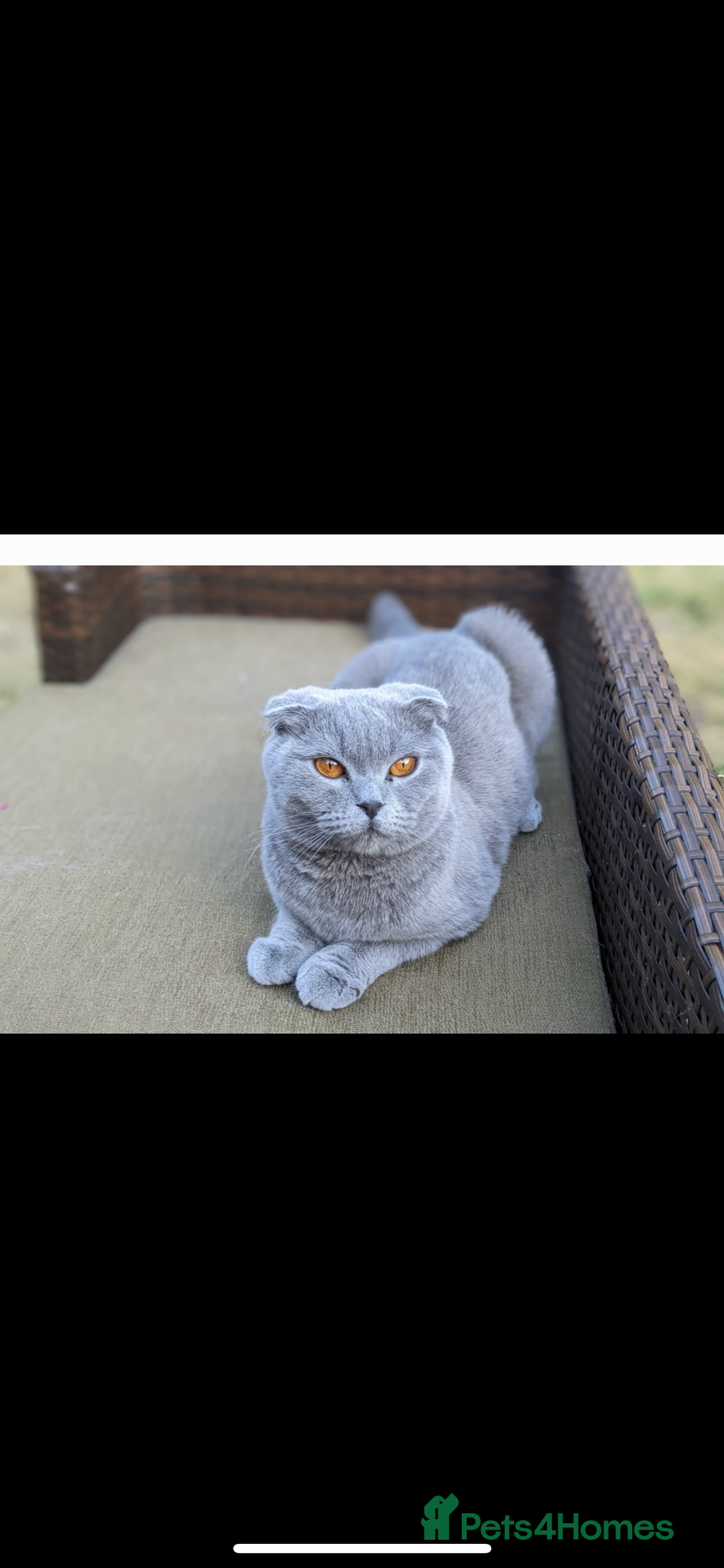 British Longhair cats for sale: Lilac British long hair mix Scottish  - Image 8