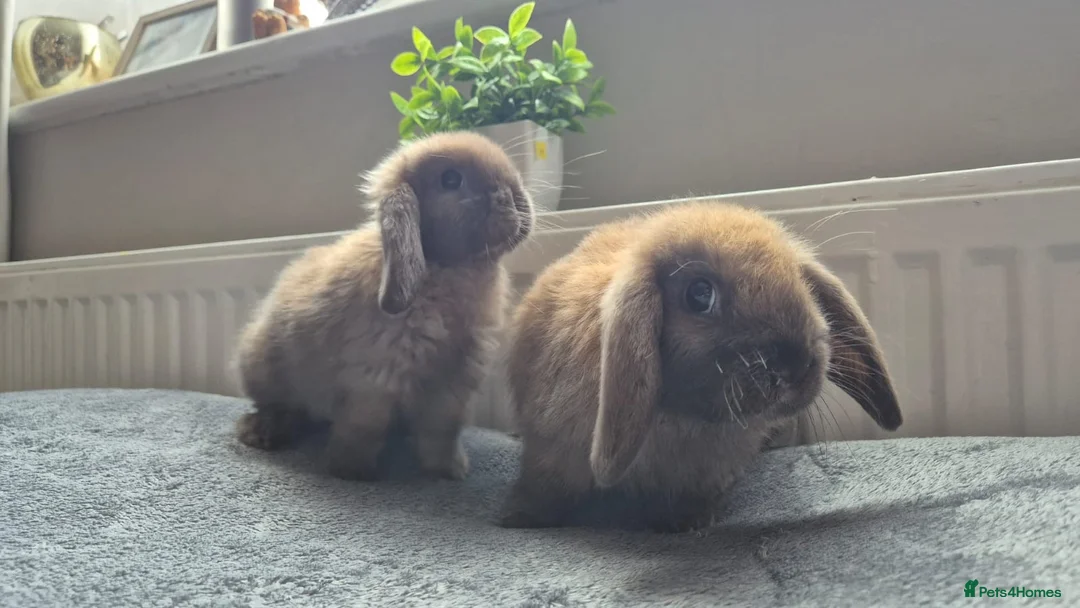 Mini Lop rabbits for sale: Beautiful Mini Lops 8 weeks old ready now  - Advert 1