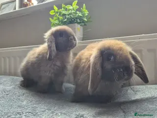 Mini Lop rabbits Beautiful Mini Lops 8 weeks old ready now - Advert 5