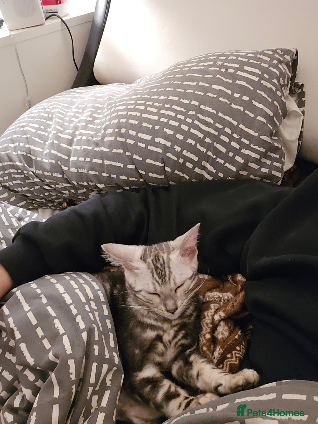 Bengal cats for sale: Bengal Kitten available  - Image 6