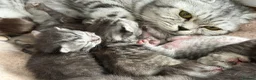 British Shorthair cats for sale: Gccf British shorthair kittens  - Advert 1