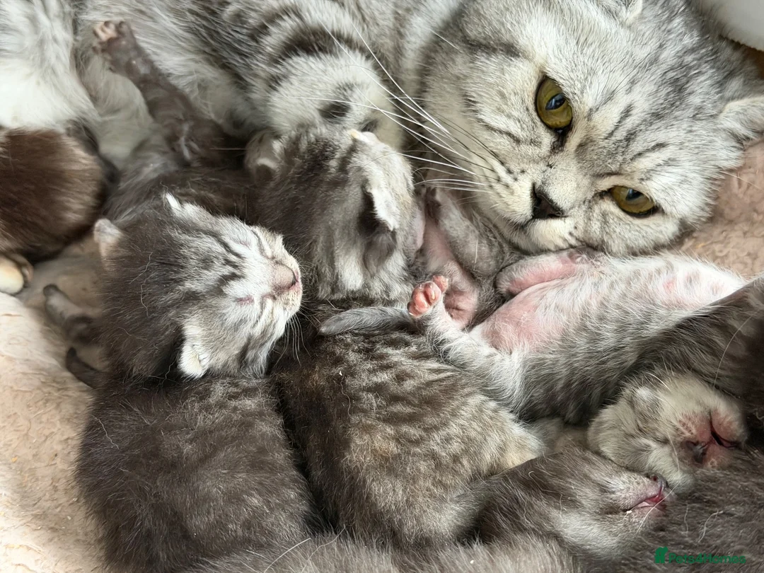 British Shorthair cats for sale: Gccf British shorthair kittens  - Advert 1