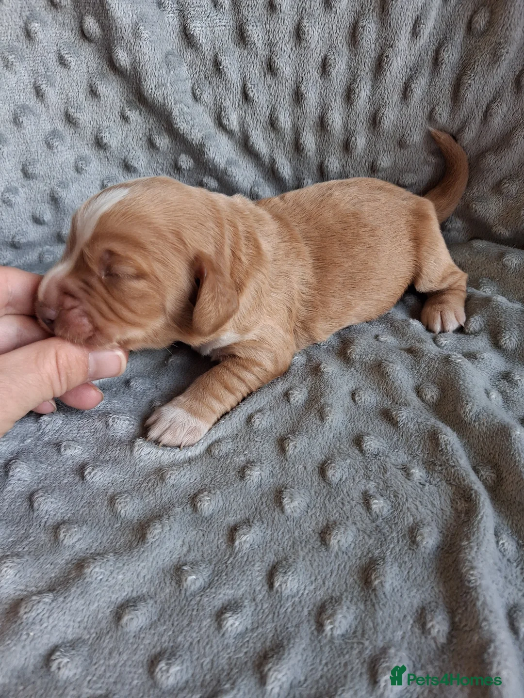 Cocker Spaniel dogs for sale: 6 stunning working cocker spaniels - Advert 27