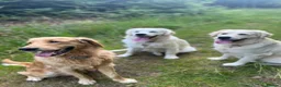 Golden Retriever dogs for sale: Maple & Jasmine beautiful healthy chunky girls  in Doncaster - Advert 10