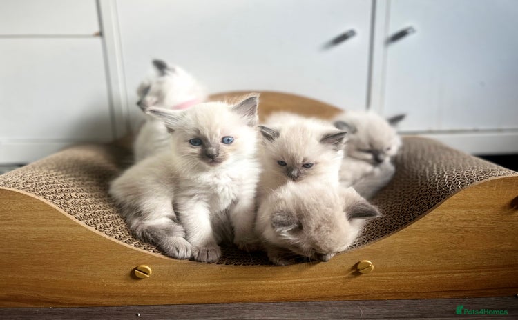 Ragdoll cats - Advert 16