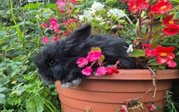 Angora rabbits for sale: The cutest black beauties 🖤 - Image 13