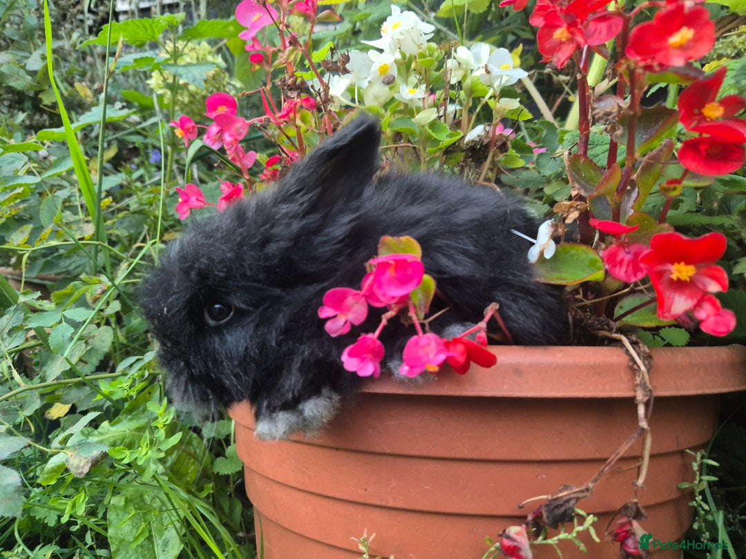 Angora rabbits for sale: The cutest black beauties 🖤 - Image 13