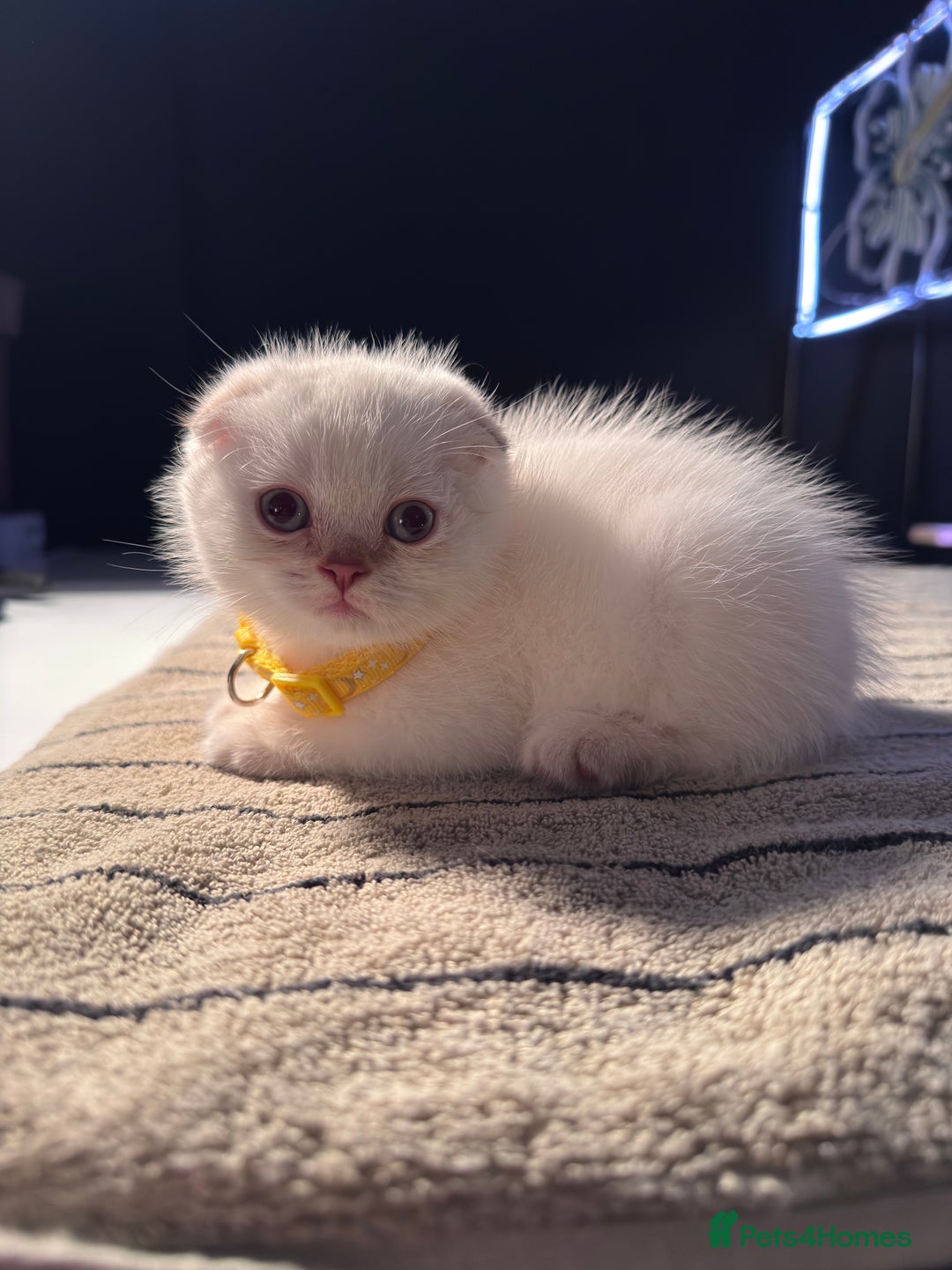 Scottish Fold cats for sale: ⭐️ Beautiful Scottish Folds ⭐️ - Image 6