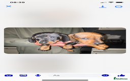 Miniature Dachshund dogs for sale: KC MINI DASCHAUNDS READY NOW  in Bishop Auckland - Image 9