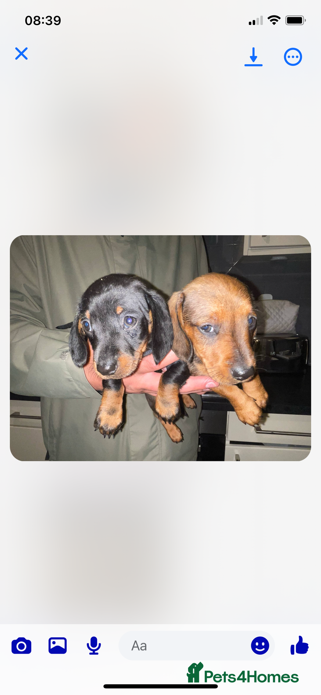 Miniature Dachshund dogs for sale: KC MINI DASCHAUNDS READY NOW  in Bishop Auckland - Image 9