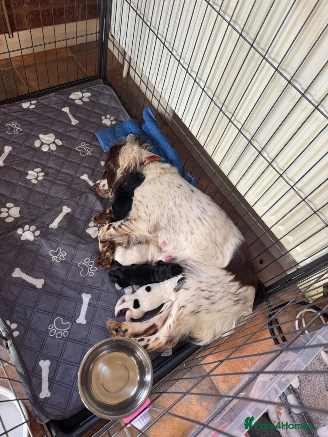 Cocker Spaniel dogs for sale: 4 black and black & white cocker spaniel puppies - Advert 11
