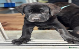 Mixed Breed dogs for sale: Two gorgeous Shepherd cross Mastiff male pups left - Image 7