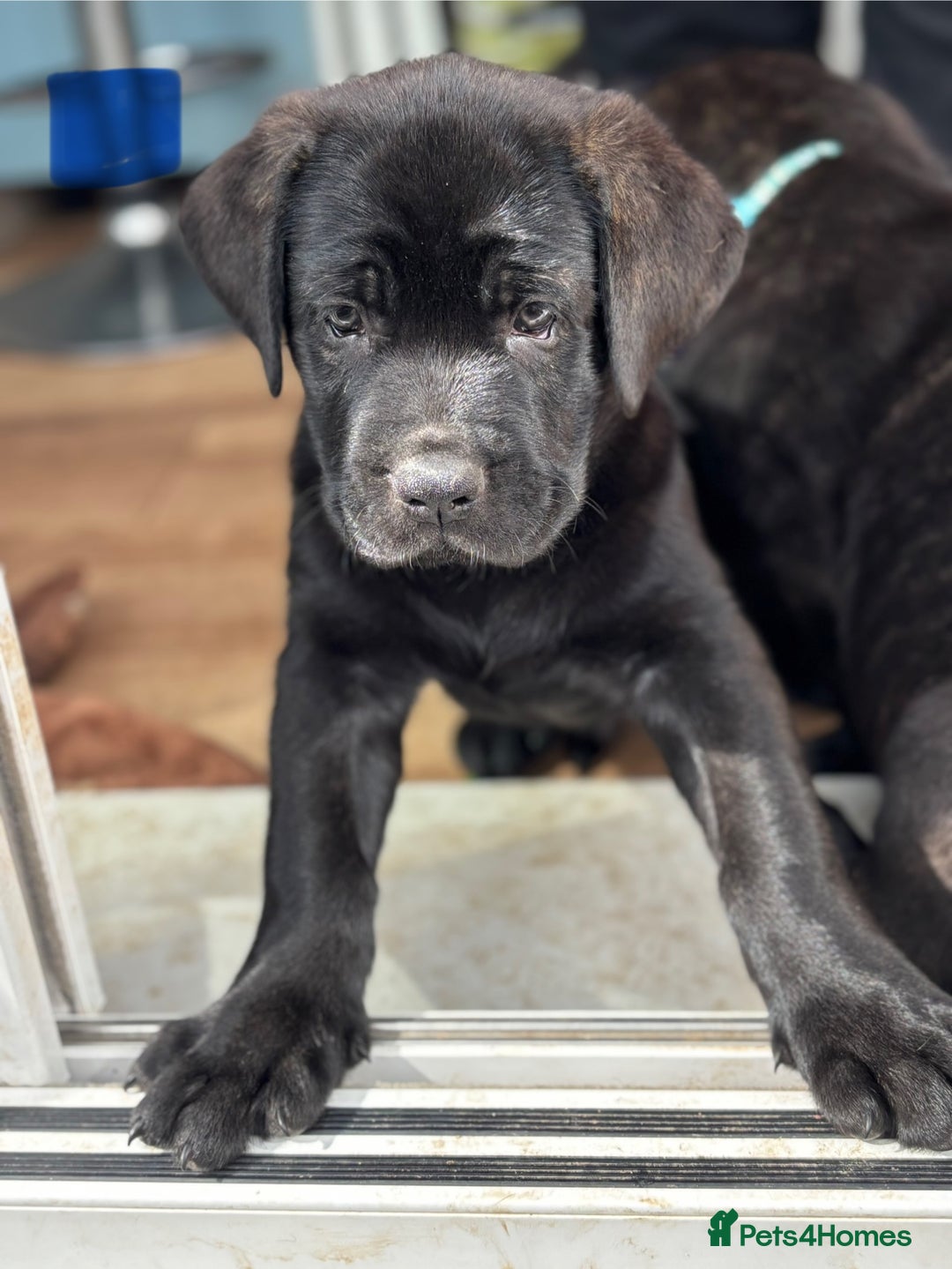 Mixed Breed dogs for sale: Two gorgeous Shepherd cross Mastiff male pups left - Image 7
