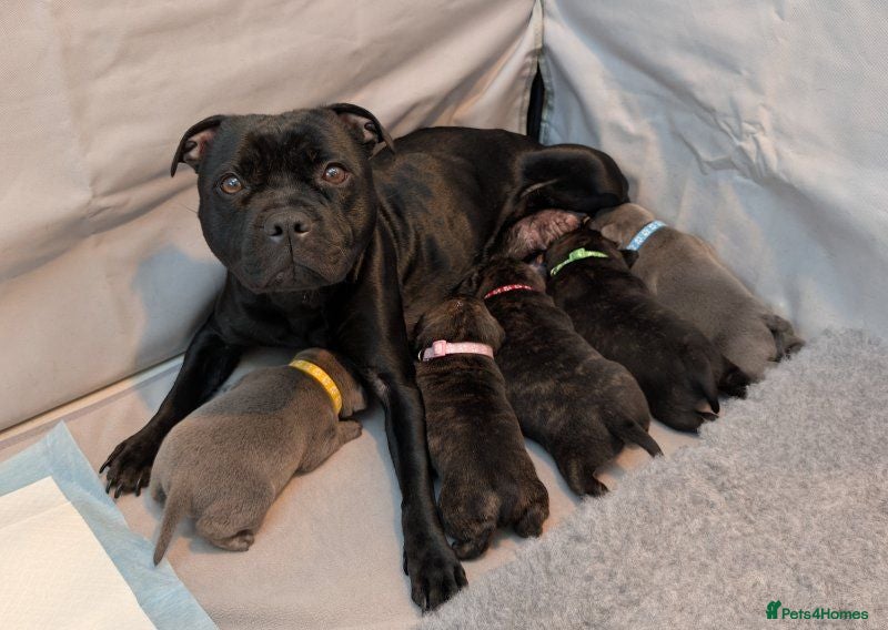Staffordshire Bull Terrier dogs Beautiful Staffordshire Bull Terrier Puppies. - Advert 3