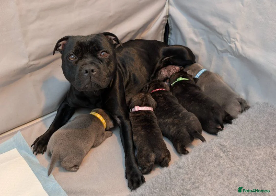 Staffordshire Bull Terrier dogs for sale: Beautiful Staffordshire Bull Terrier Puppies. in Hereford - Advert 1