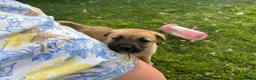 Mixed Breed dogs for sale: 7 beautiful Malkita x puppies with unique colours  - Advert 7