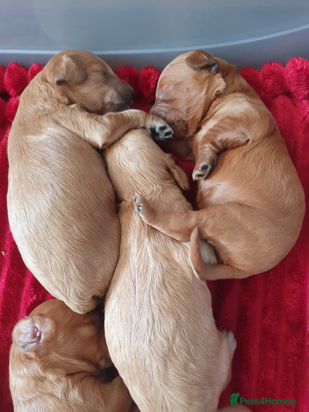 Cockapoo dogs for sale: 2nd generation cockapoo pups - Image 25