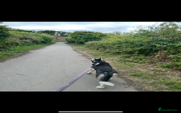 Siberian Husky dogs for sale: Young female Siberian husky needs new 🏡  - Image 5