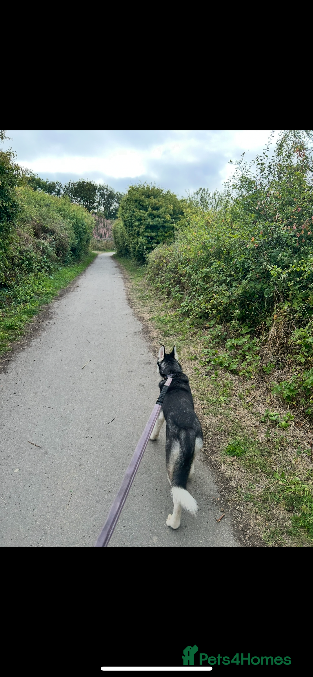 Siberian Husky dogs for sale: Young female Siberian husky needs new 🏡  - Image 5