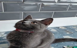 British Shorthair cats for sale: British Shorthair cross - Image 2