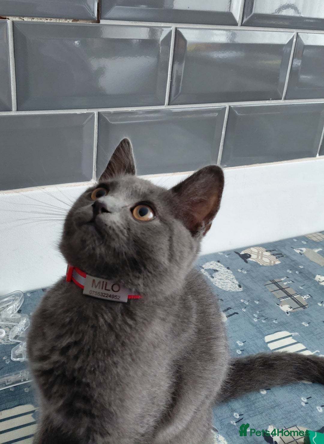 British Shorthair cats for sale: British Shorthair cross - Image 2