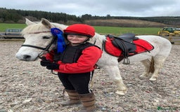 Connemara horses for sale: Abros 🫶🏻🥕 - Image 6