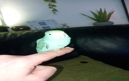 Parrots birds for sale: 8 week Old Hand Reared Parrotlet Boy. - Image 2