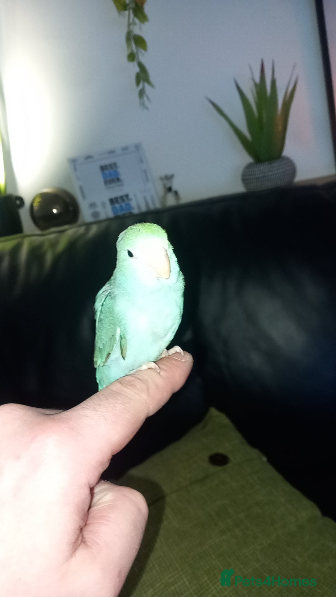 Parrots birds for sale: 8 week Old Hand Reared Parrotlet Boy. - Image 2