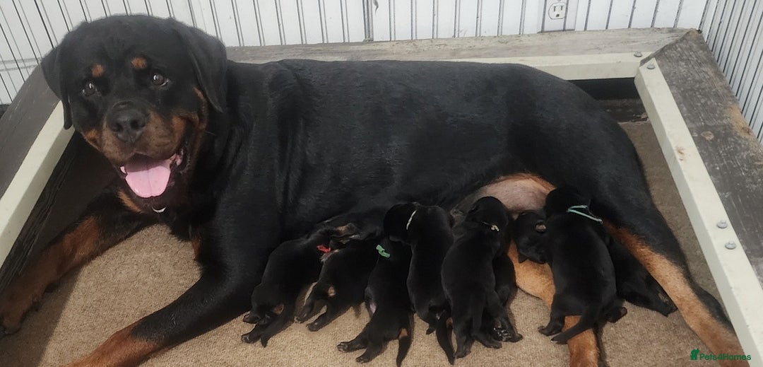 Rottweiler dogs for sale: Beautiful Rottweiler Puppies For Sale 🐾🖤 - Image 12