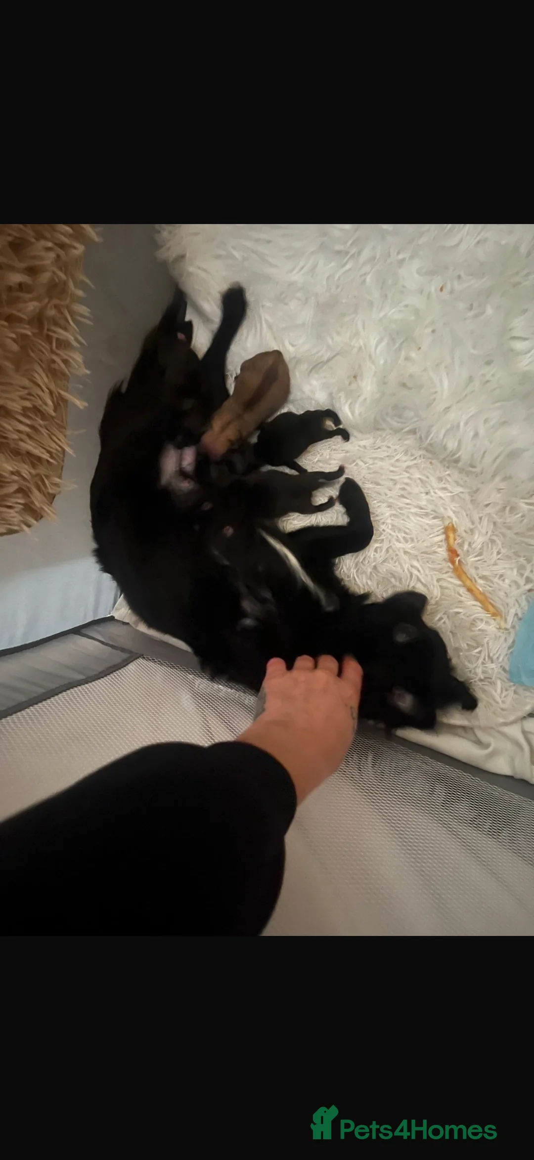Pomchi dogs for sale: Tiny pomchis - Advert 2